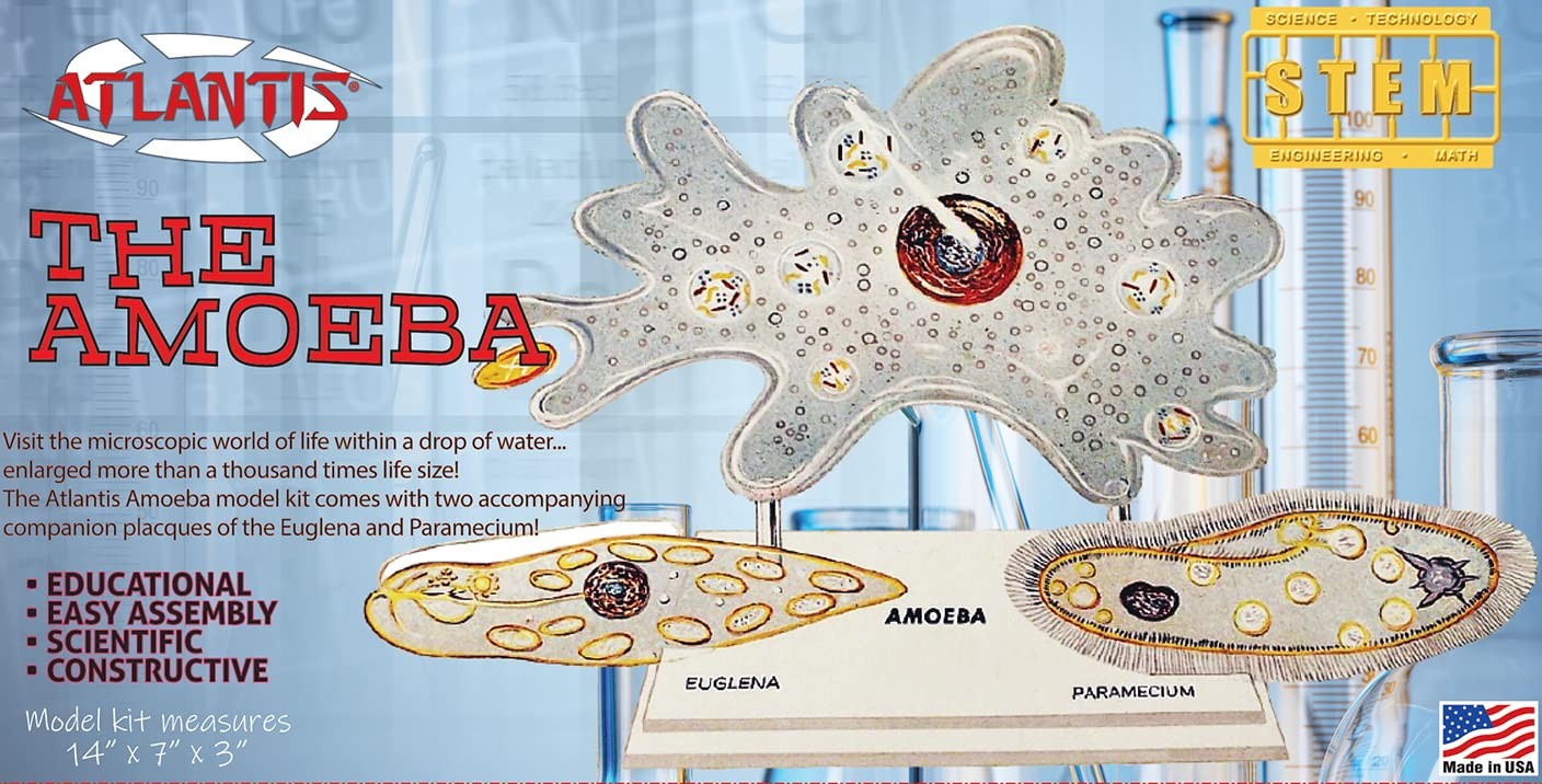 The Amazing Amoeba STEM Plastic Model KIT Made in The USA