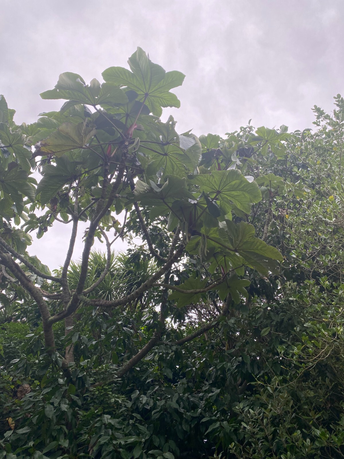 Cecropia gabrielis – 50 seeds