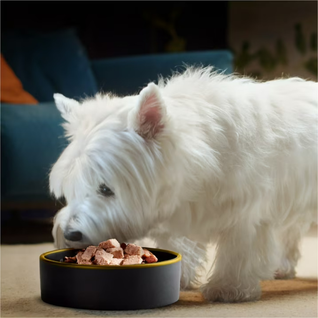 (2 pack) Cesar Classic Loaf In Sauce Wet Dog Food 3.5 Oz Trays 36 Pack