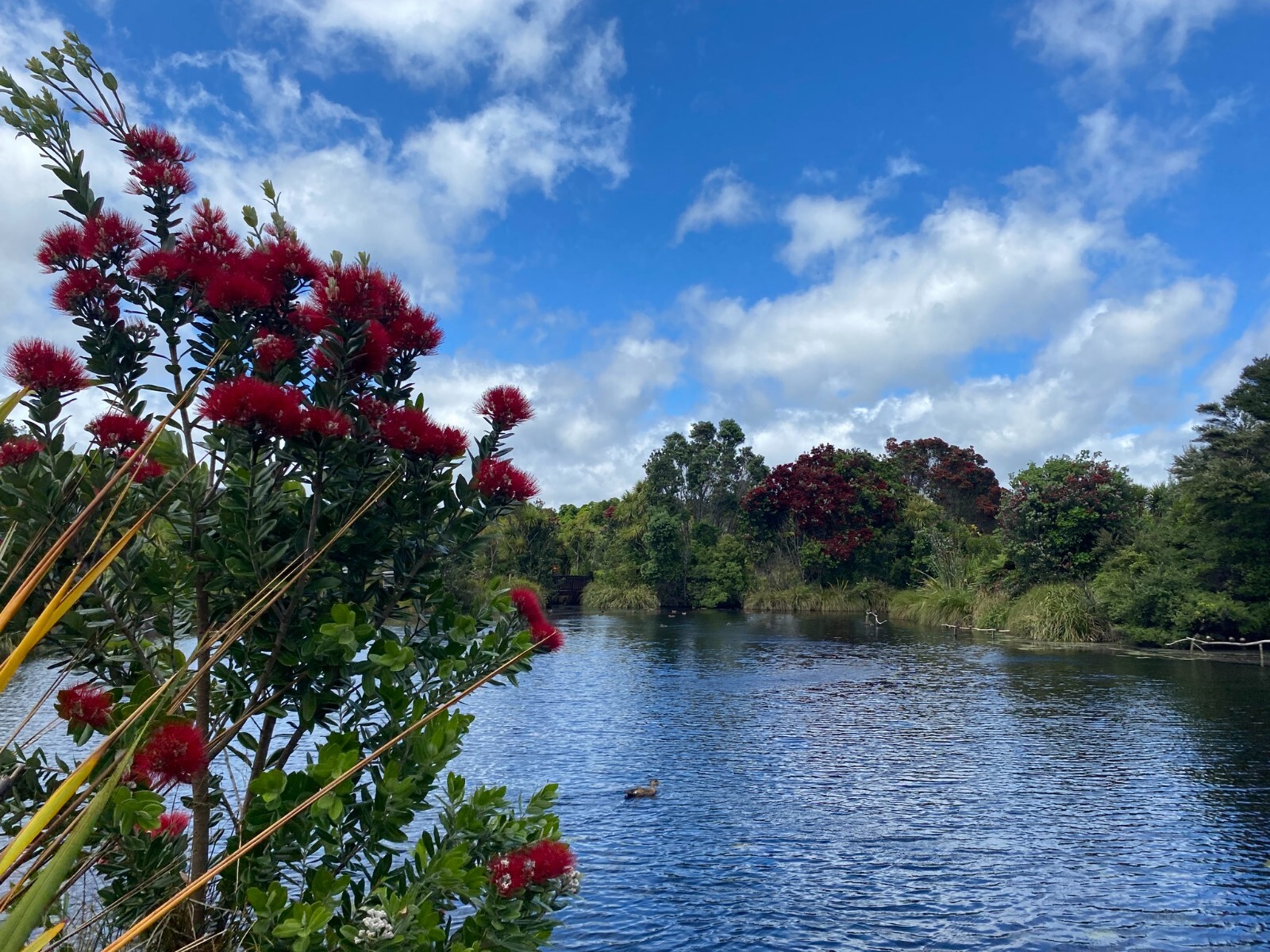 Pohutukawa – Red flower – 100 seeds – Metrosideros excelsa – from New Zealand