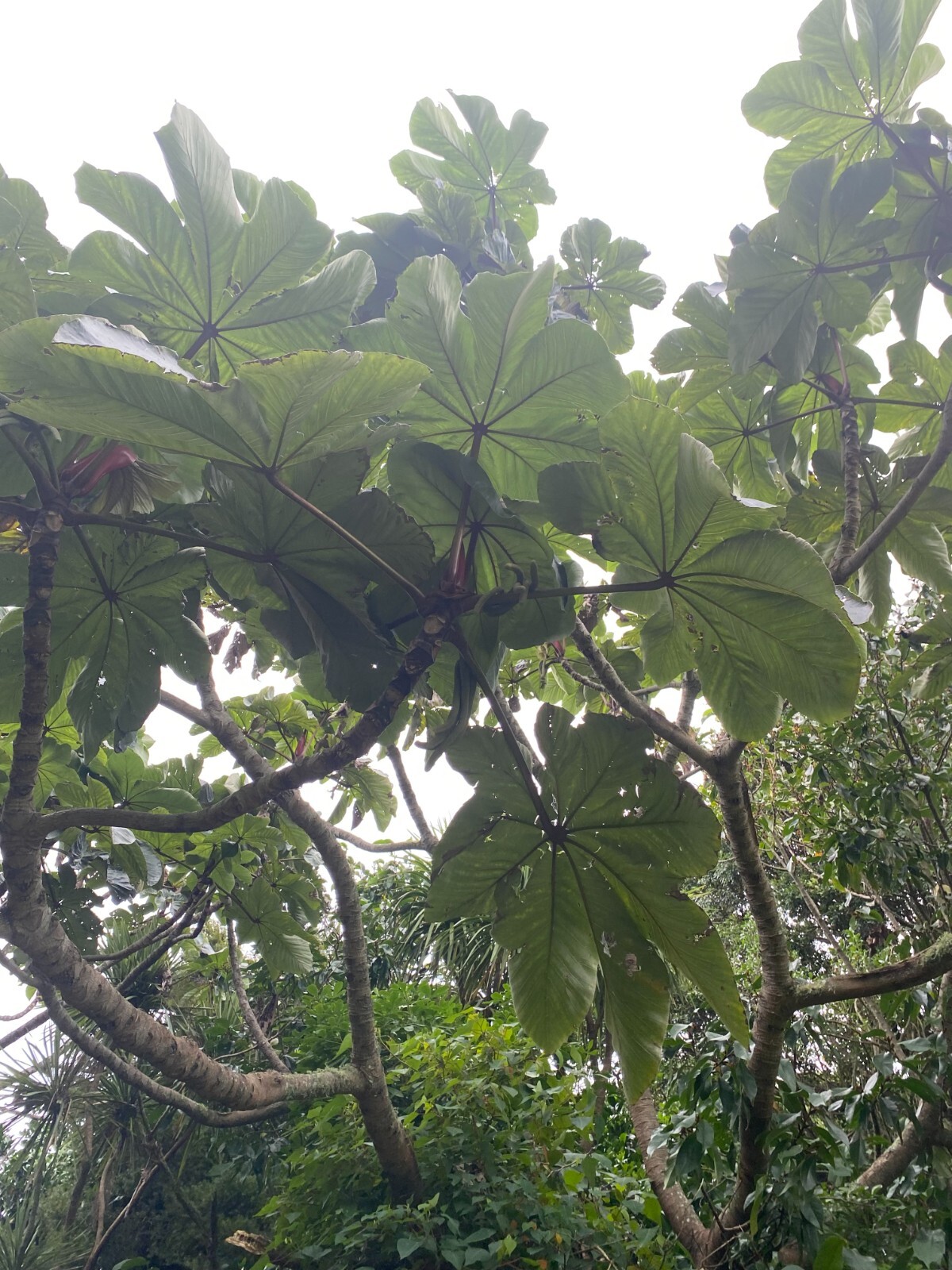 Cecropia gabrielis – 50 seeds