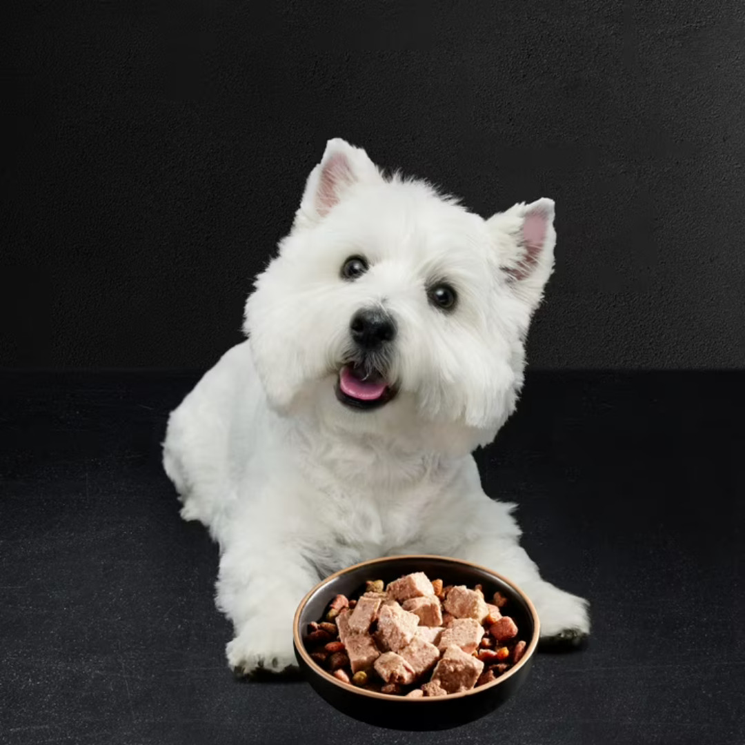 (2 pack) Cesar Classic Loaf In Sauce Wet Dog Food 3.5 Oz Trays 36 Pack