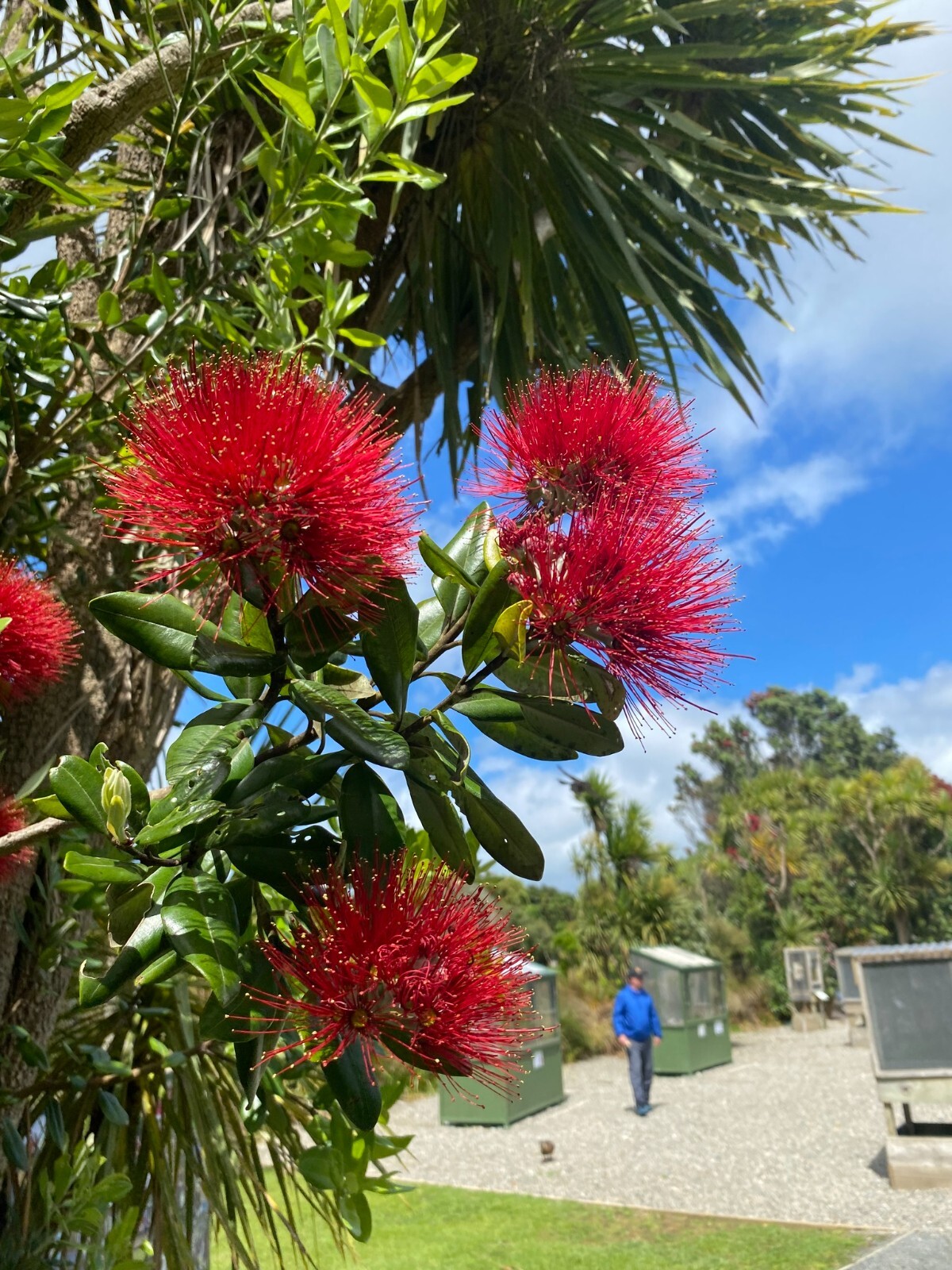 Pohutukawa – Red flower – 100 seeds – Metrosideros excelsa – from New Zealand