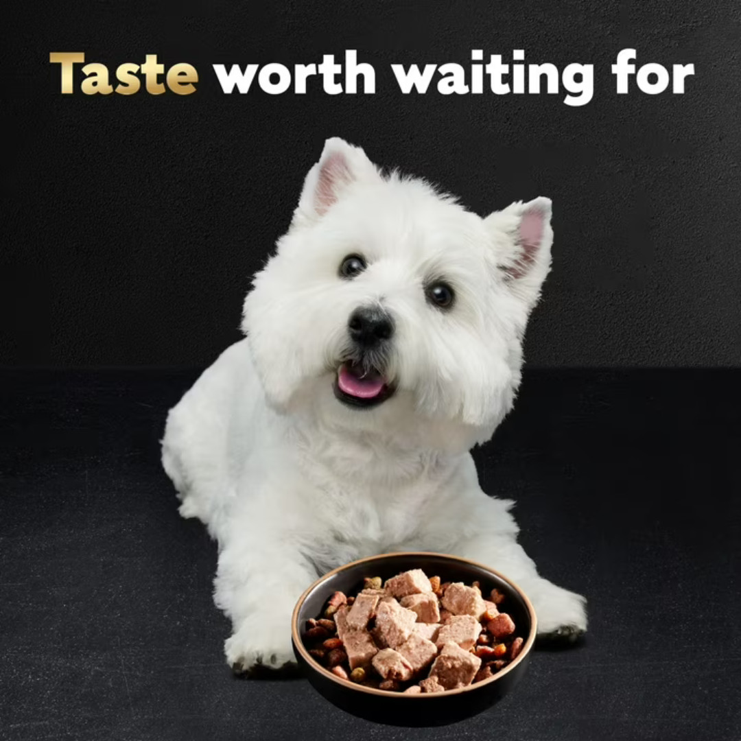 (2 pack) Cesar Classic Loaf In Sauce Wet Dog Food 3.5 Oz Trays 36 Pack
